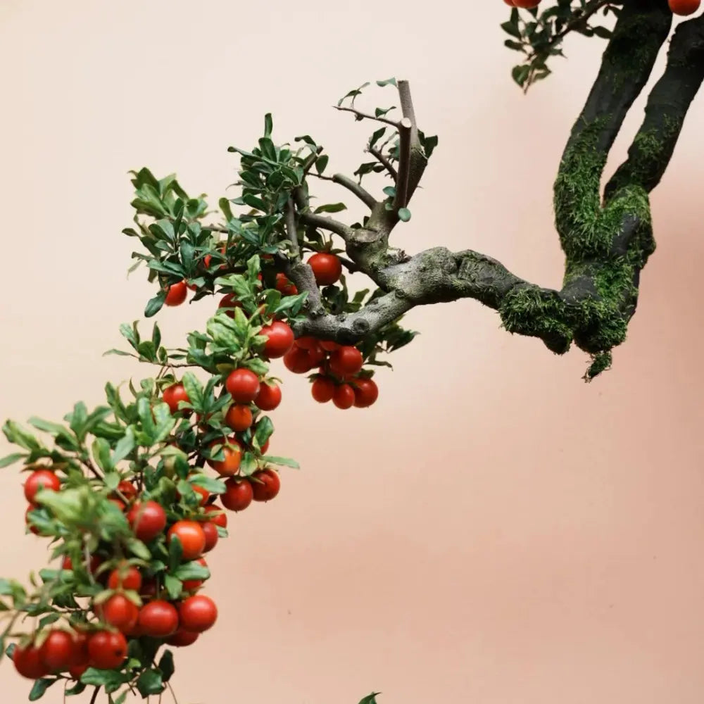 Chinese Date Plum Seeds
