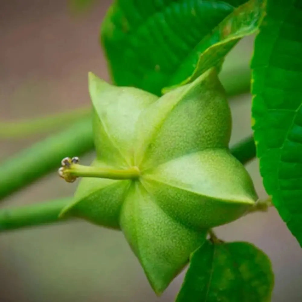 Sacha Inchi Seeds