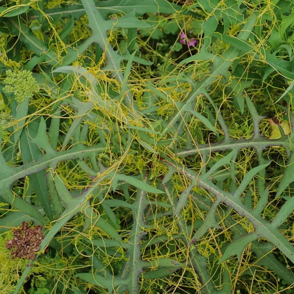 Dodder Seeds