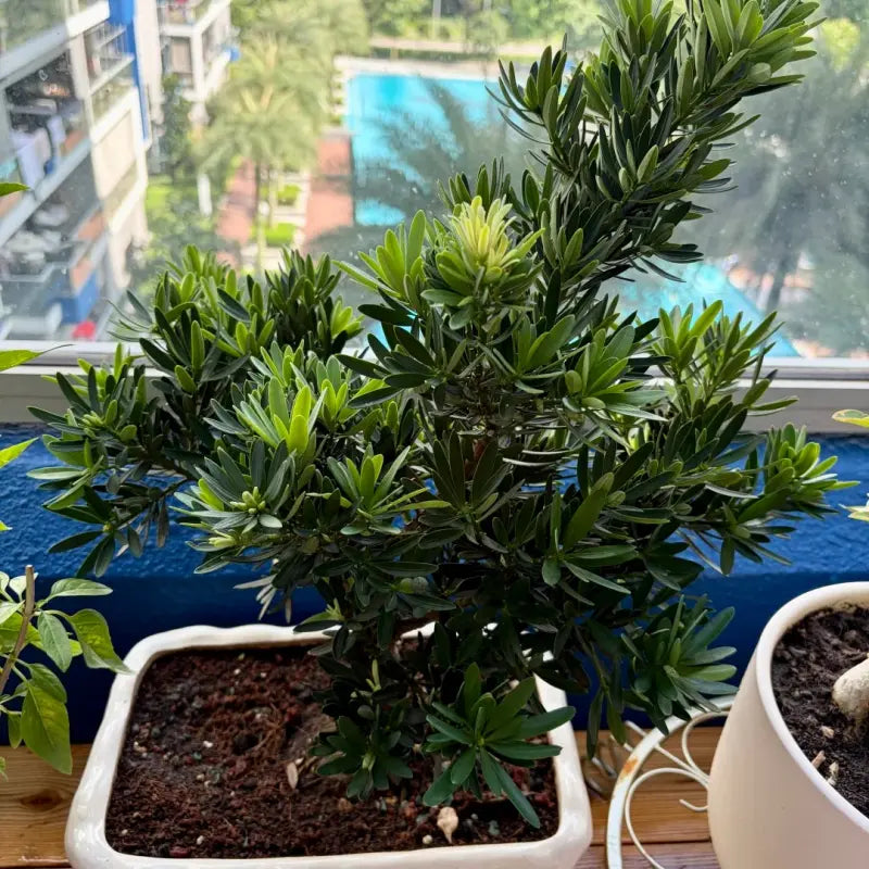 Buddhist Pine Seeds