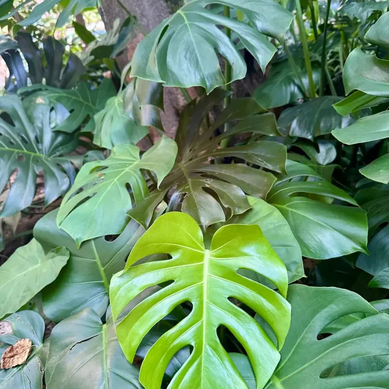 Monstera Seeds