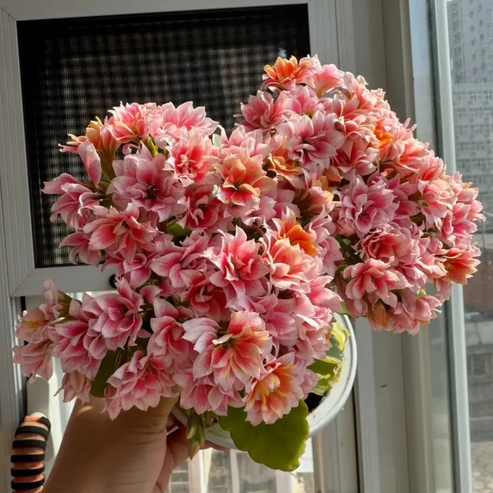 Fairy Tale Kalanchoe Seeds