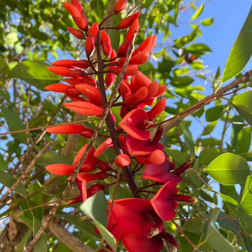 Cockspur Coral Tree Seeds