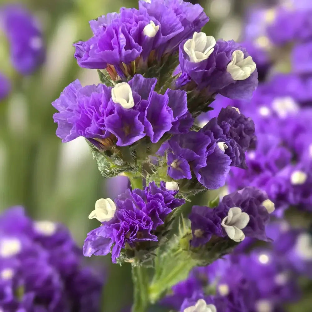 Purple Statice Seeds