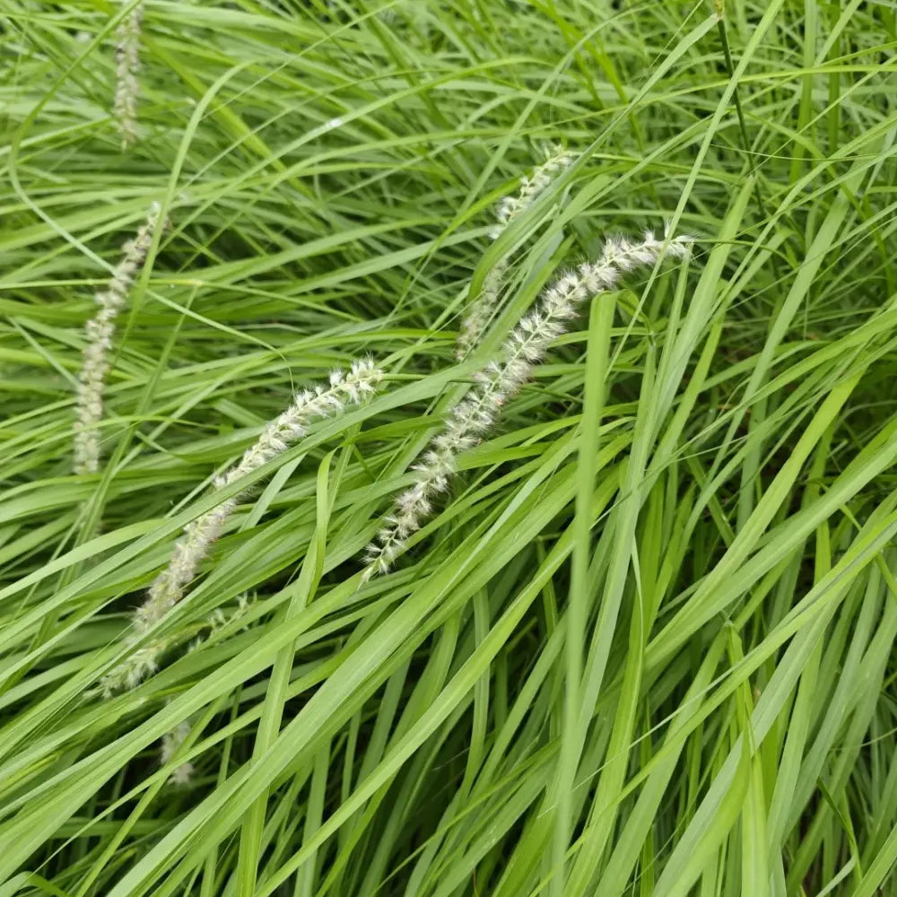 Napier Grass Seeds