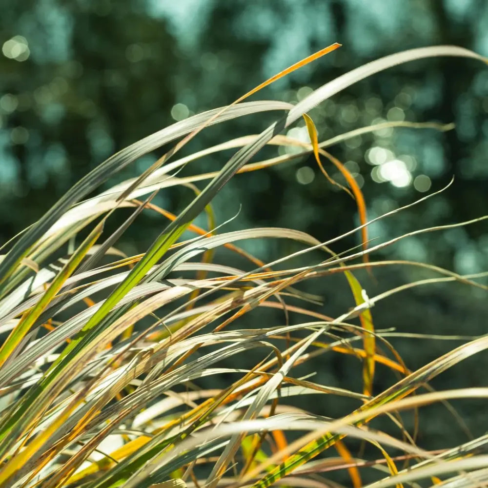 Miscanthus Seeds