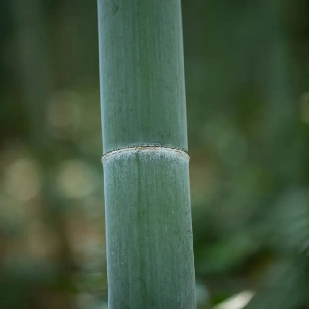Moso Bamboo Seeds