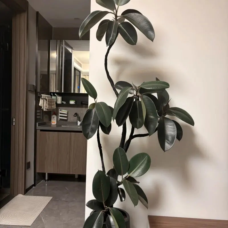 Rubber Plant Seeds