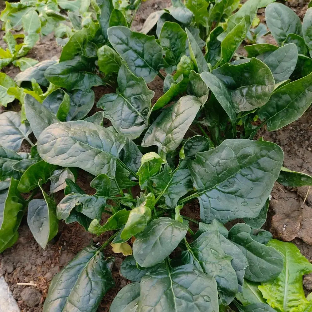 Large Leaf Spinach Seeds
