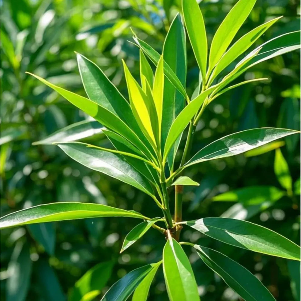 Nagi Tree Seeds
