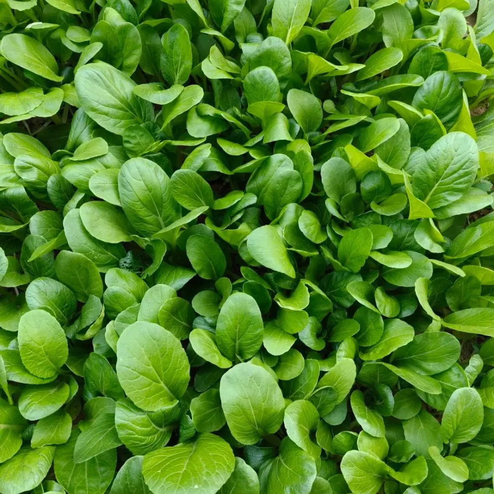 Green Stem Bok Choy Seeds
