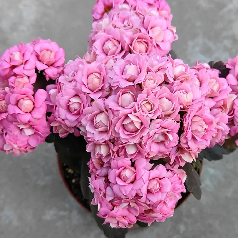 Lilian Kalanchoe Seeds