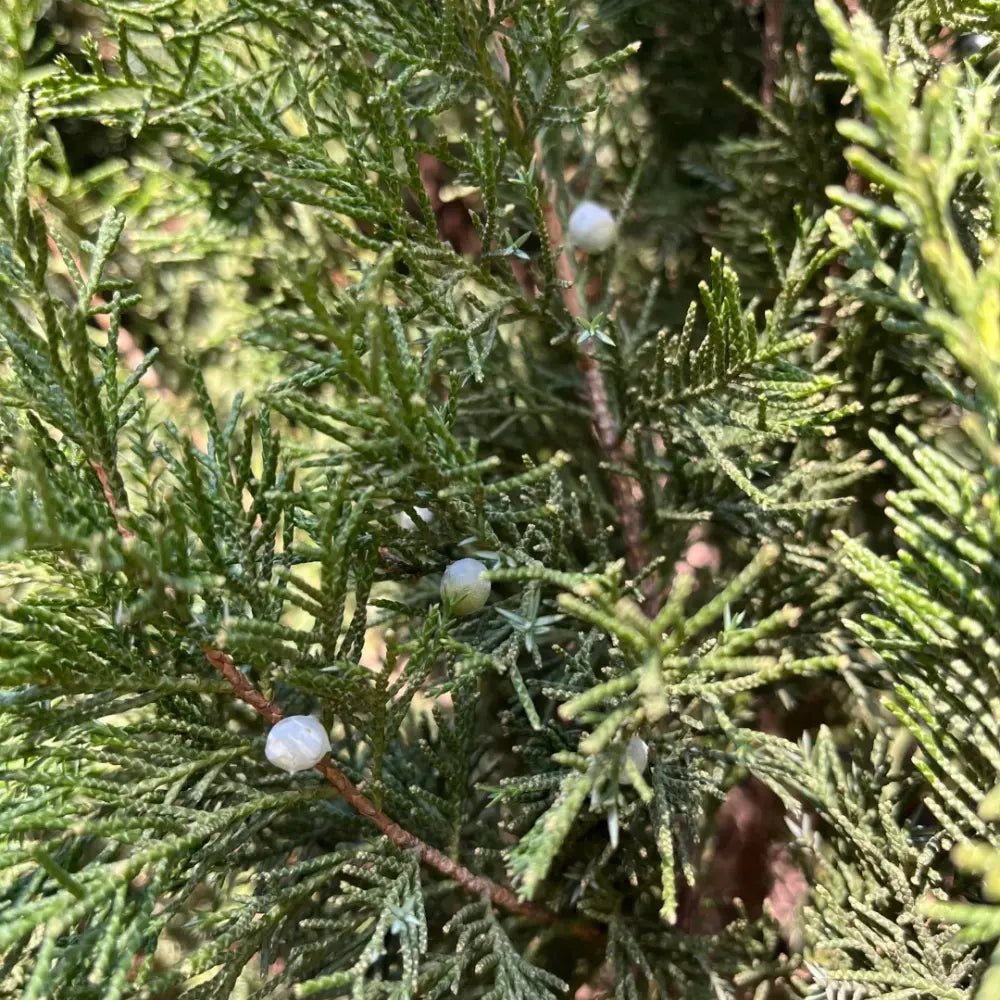 Chinese Juniper Seeds