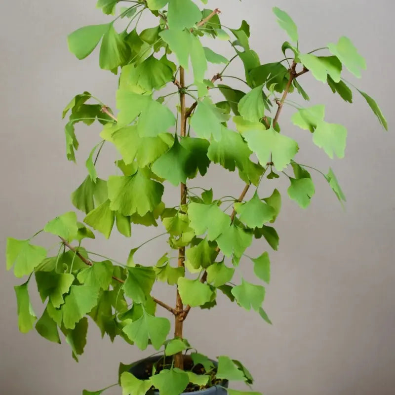 Ginkgo Tree Seeds