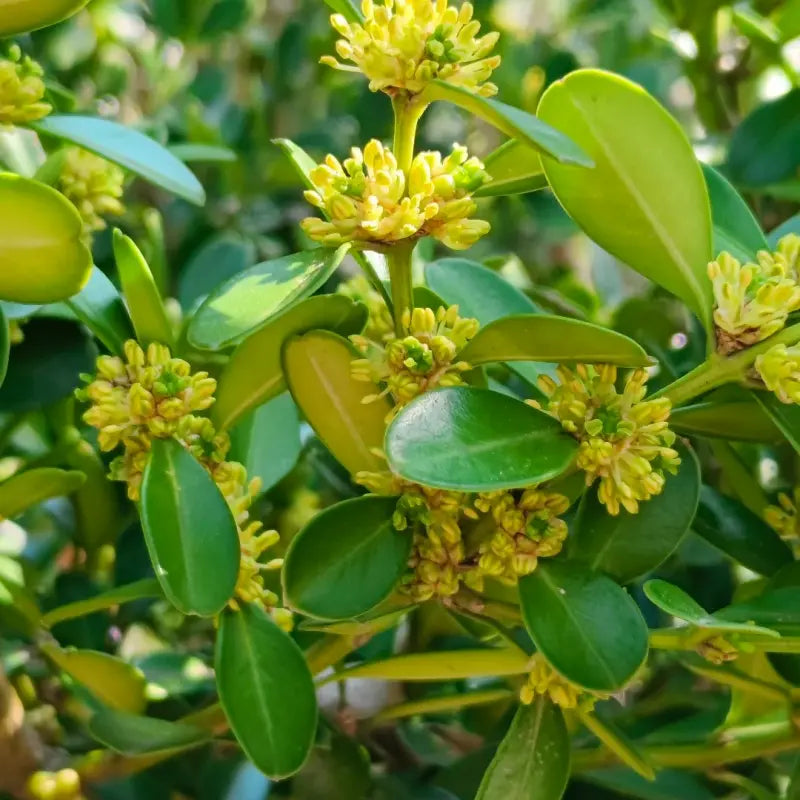Boxwood Seeds