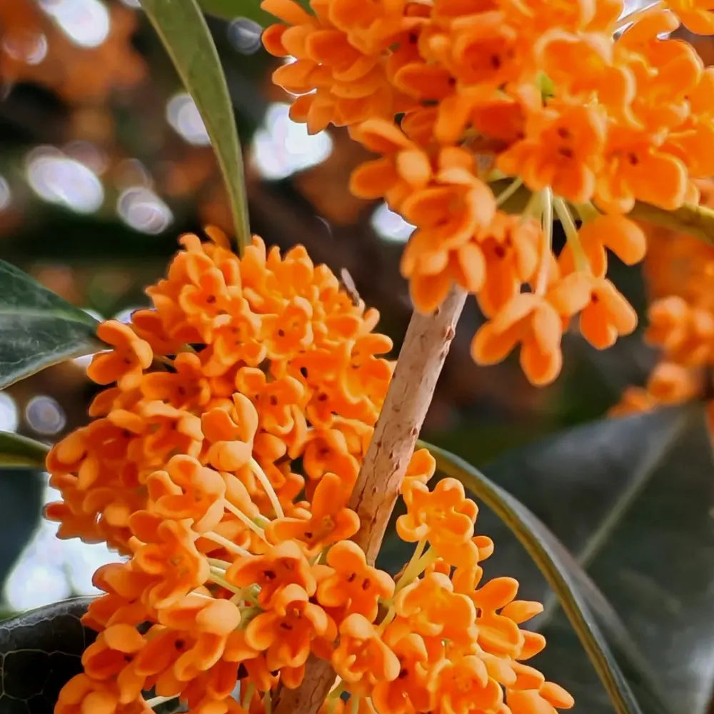 Champion Red Sweet Osmanthus Seeds