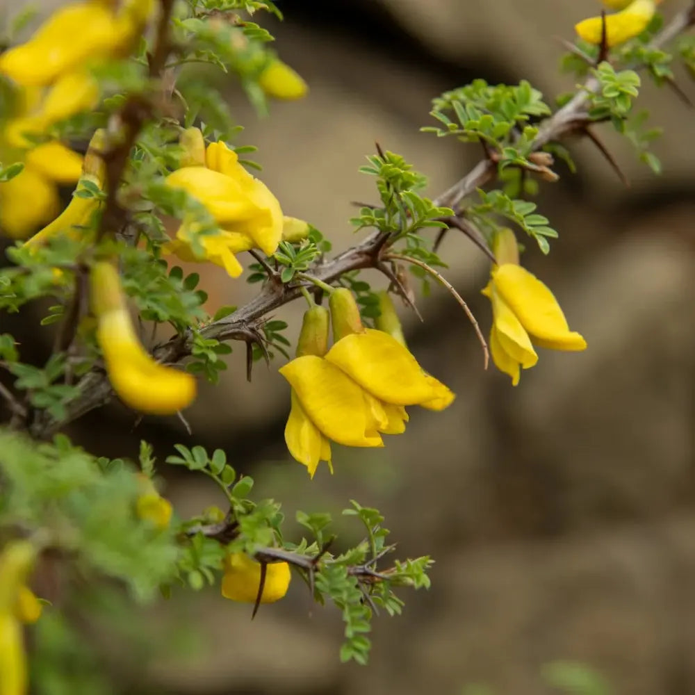 Korshinsk Peashrub Seeds
