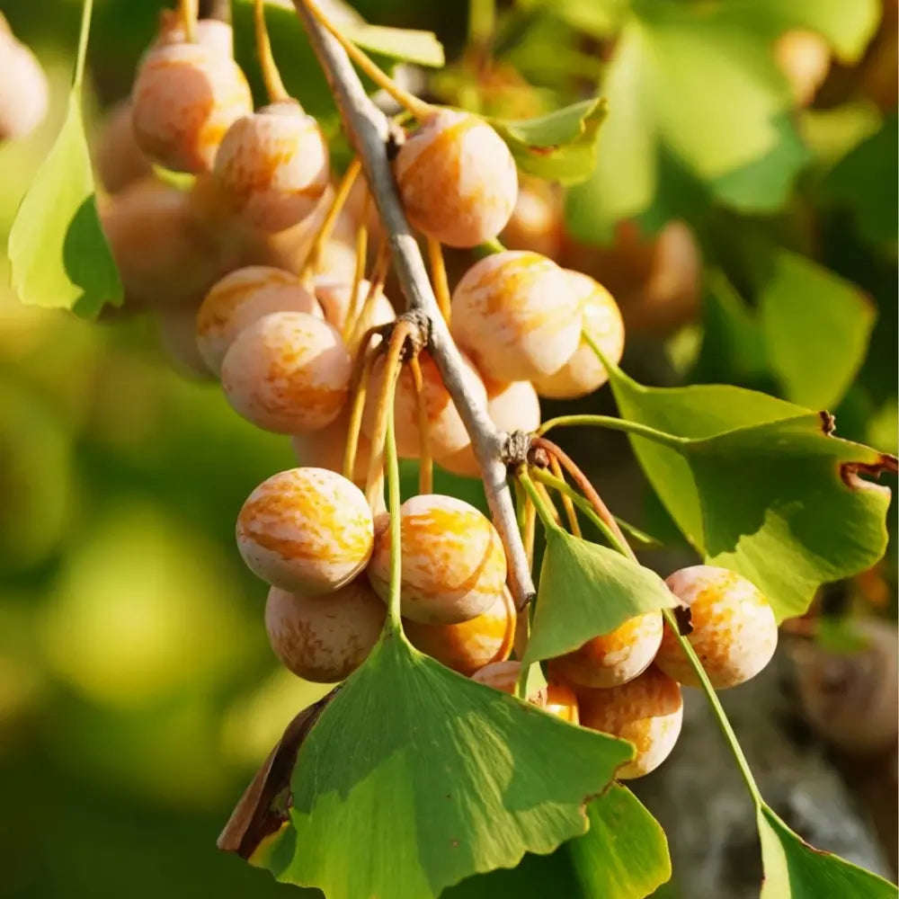 Ginkgo Seeds