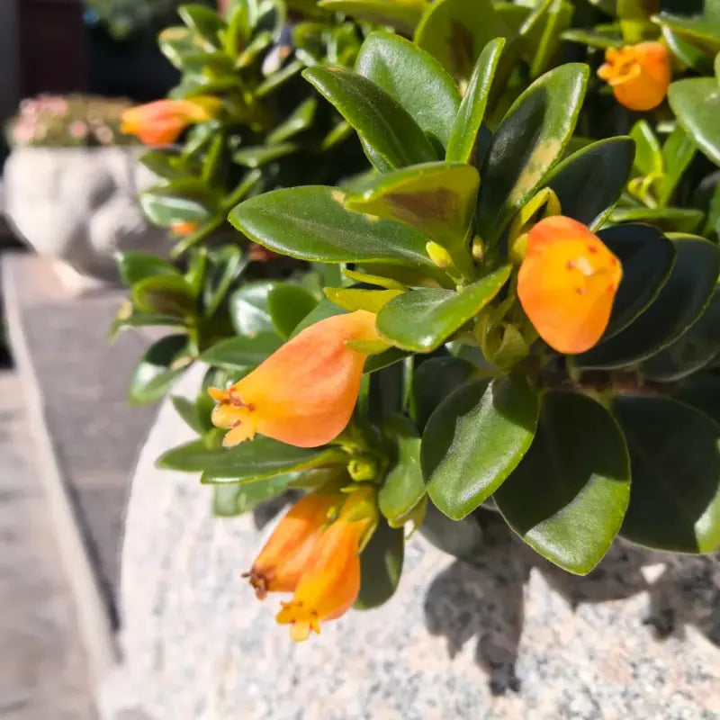 Goldfish Plant Seeds