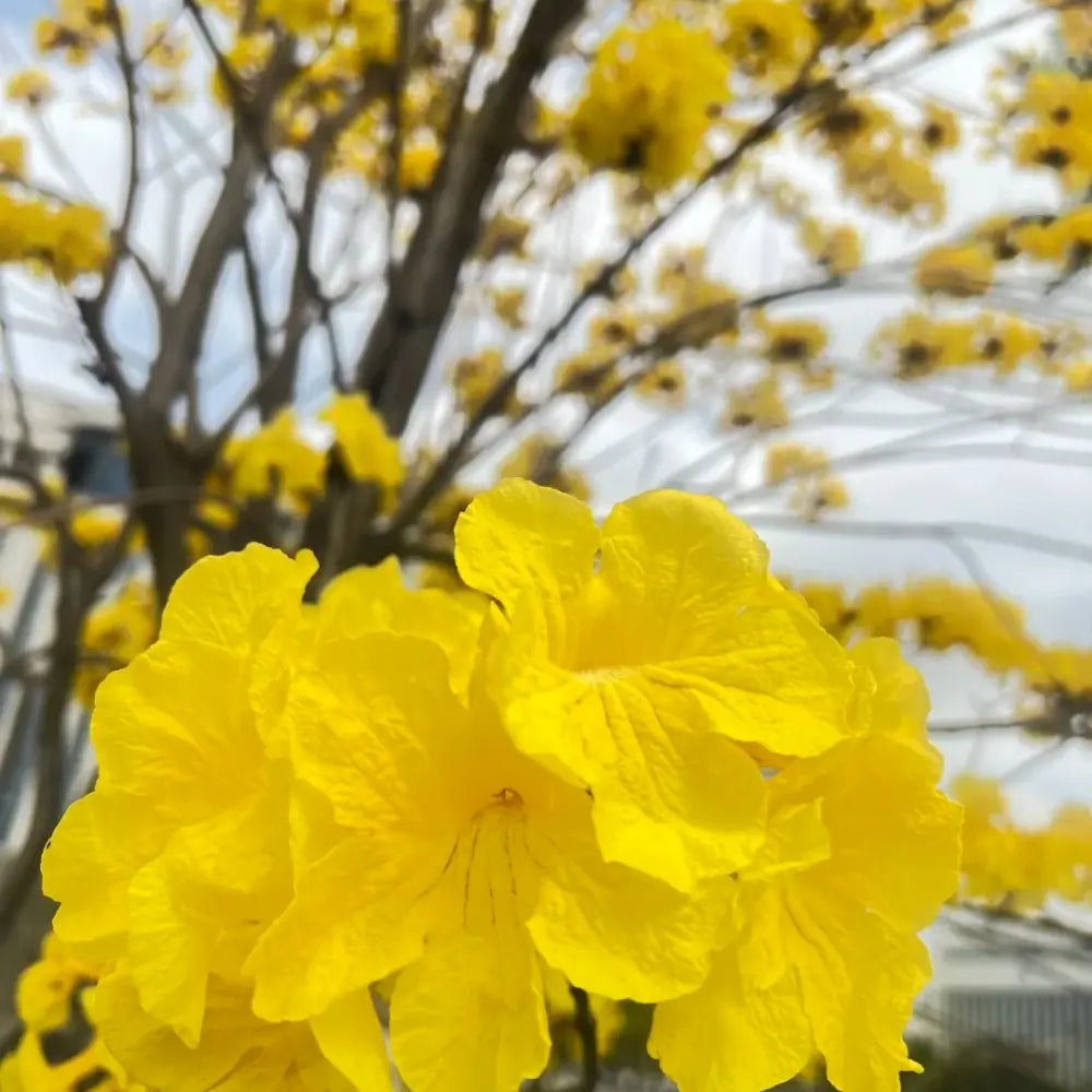 Yellow Trumpet Tree Seeds
