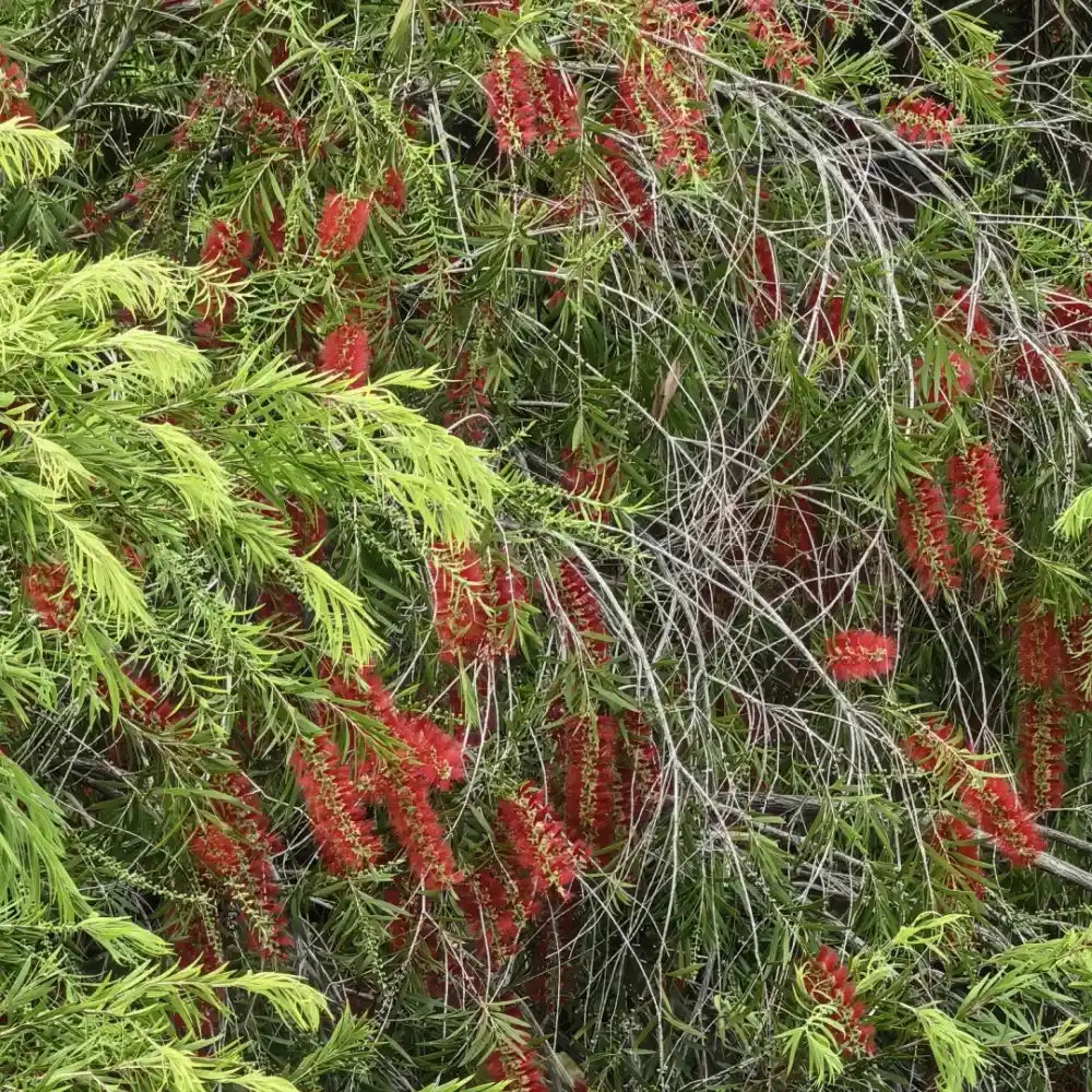 Bottlebrush Seeds