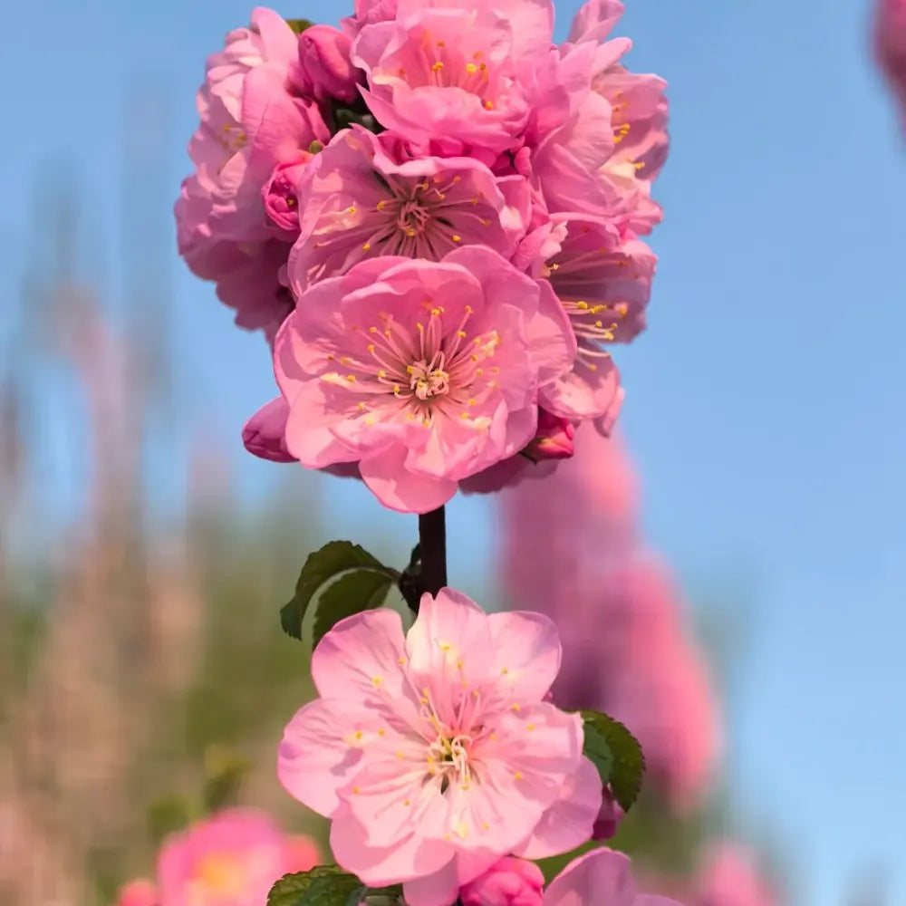 Flowering Almond Seeds