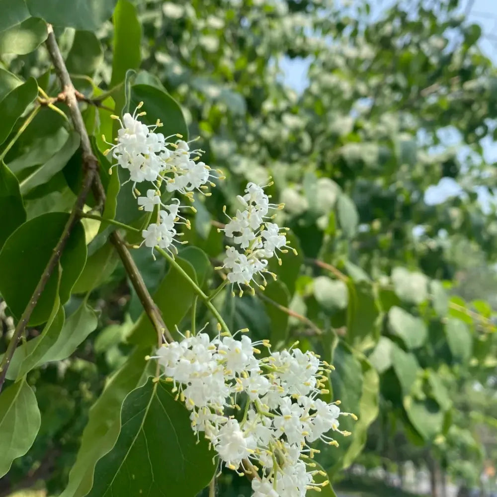 Japanese Tree Lilac Seeds