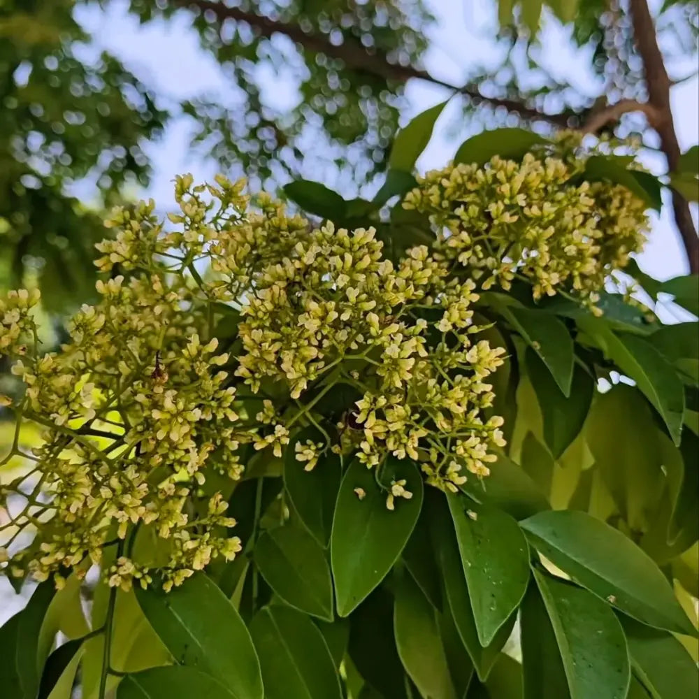 Huangtan Rosewood Seeds