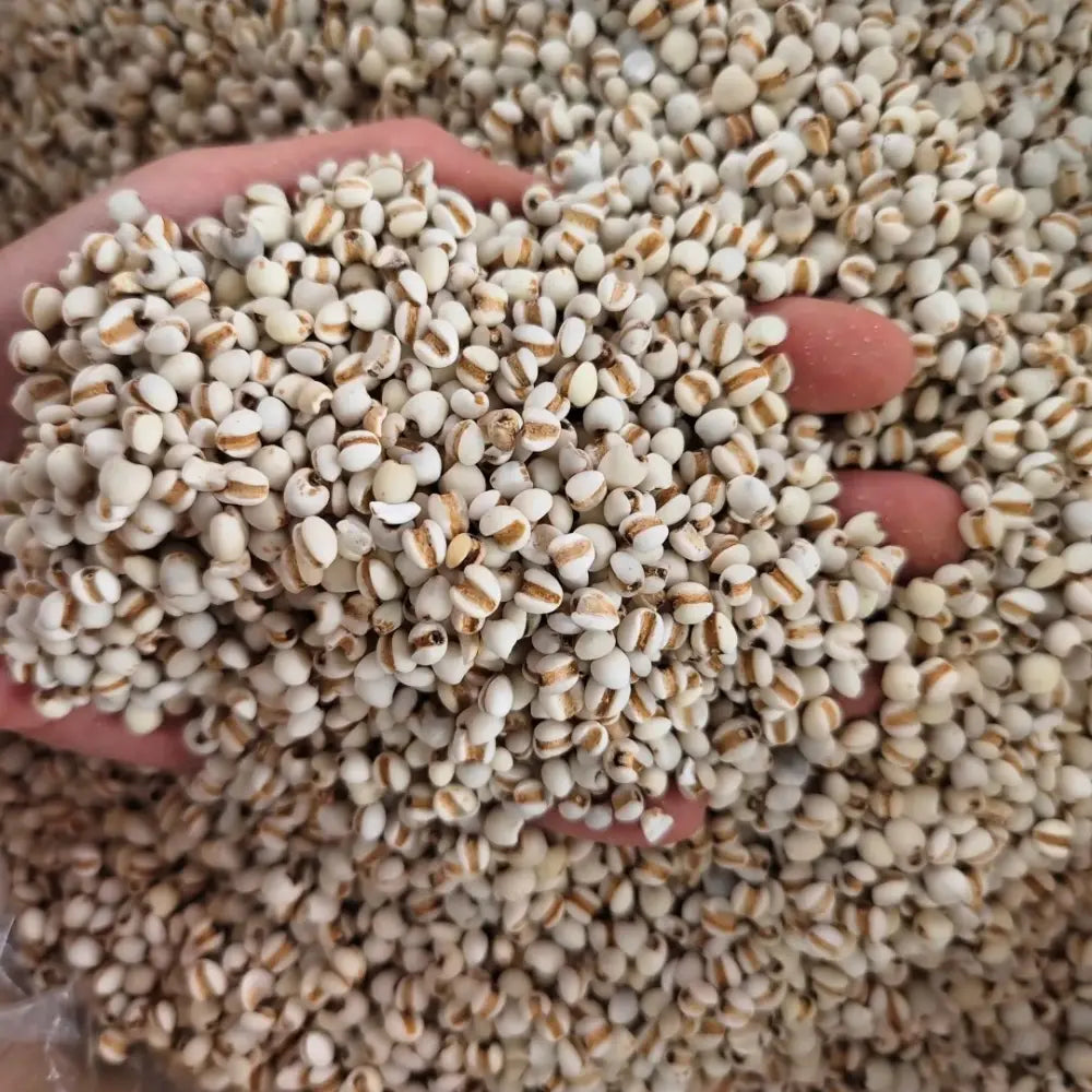 Job's Tears Seeds