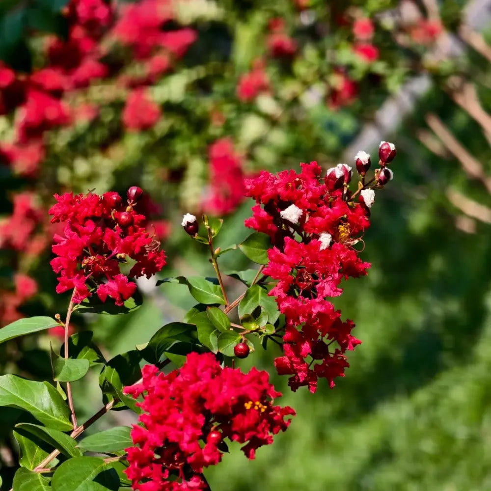 Dynamite Red Rocket Crape Myrtle Seeds