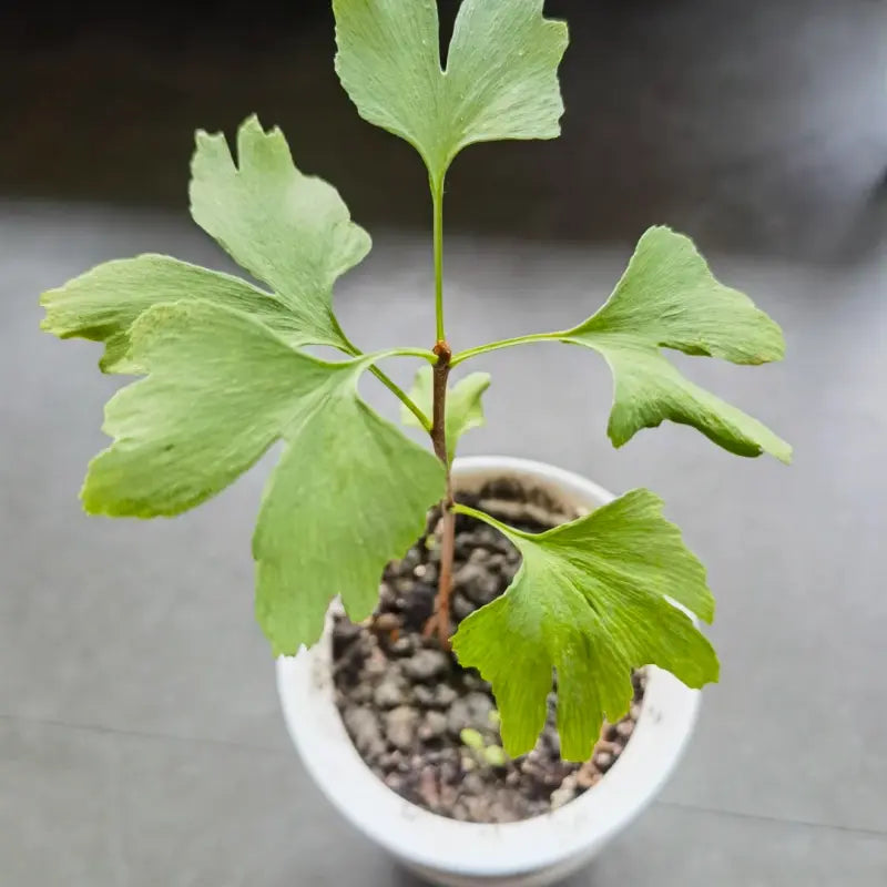 Ginkgo Tree Seeds