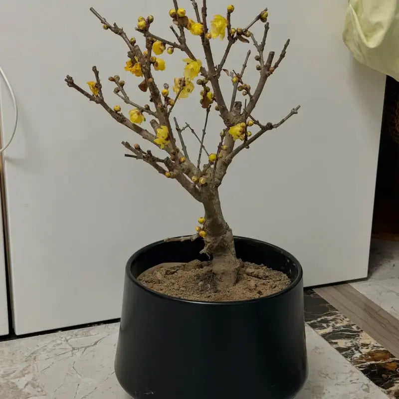Wintersweet Seeds