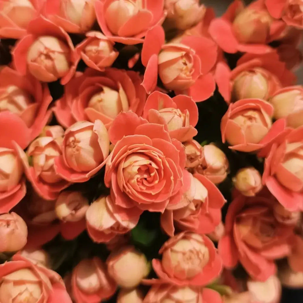 Flower Creek Kalanchoe Seeds
