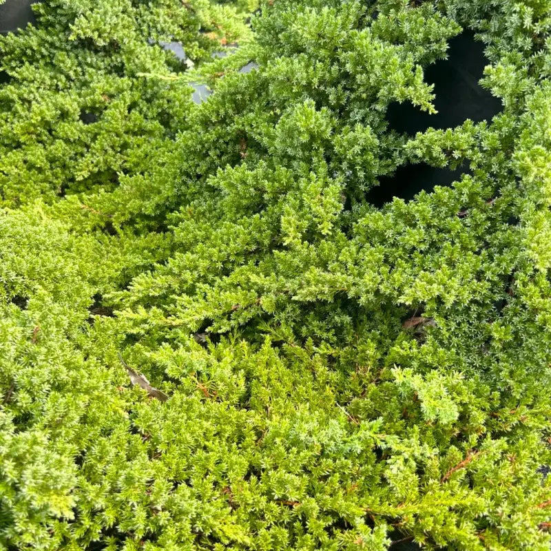 Japanese Juniper Seeds
