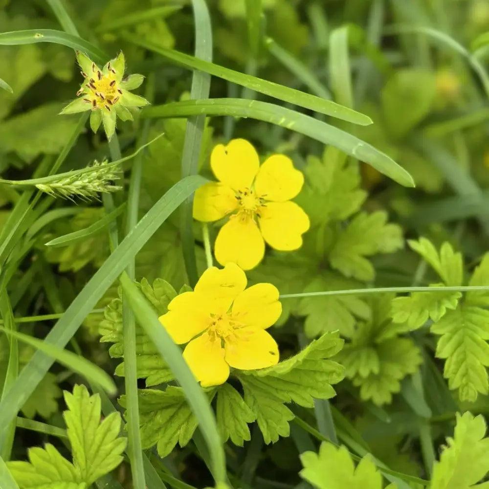 Cinquefoil Seeds