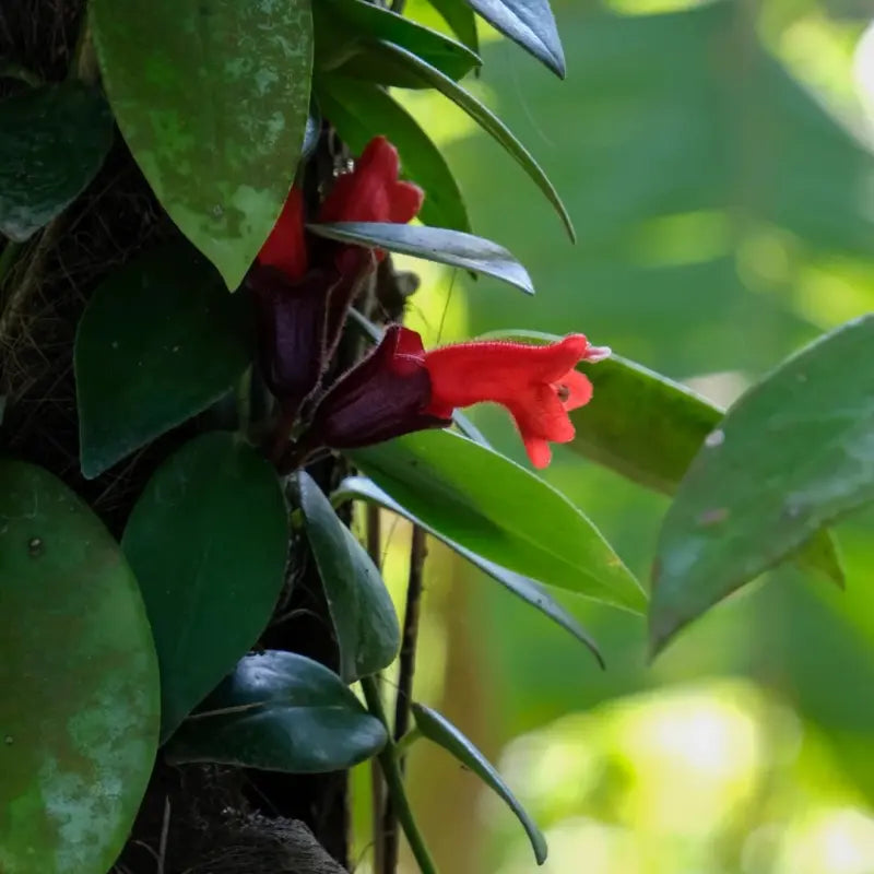 Lipstick Plant Seeds