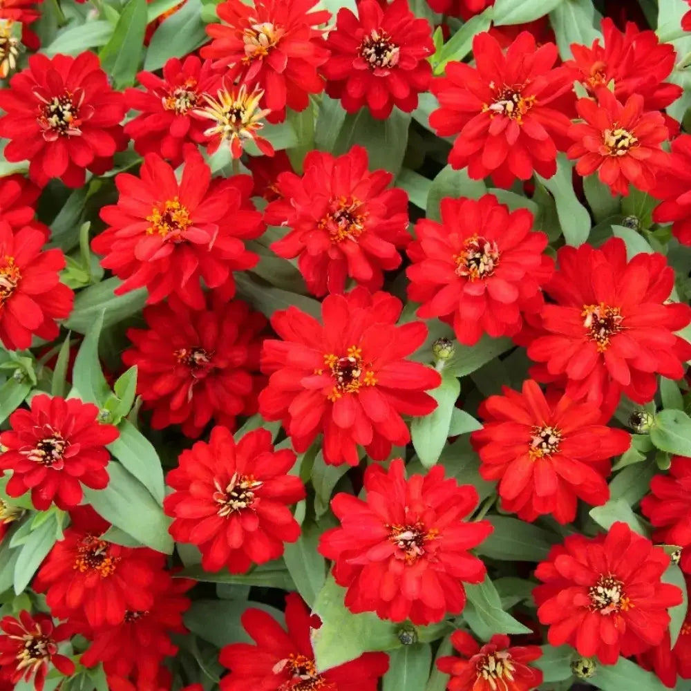 Red Zinnia Seeds
