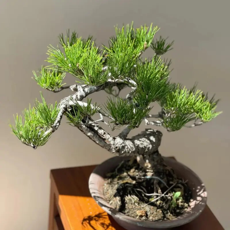 Japanese Black Pine Seeds