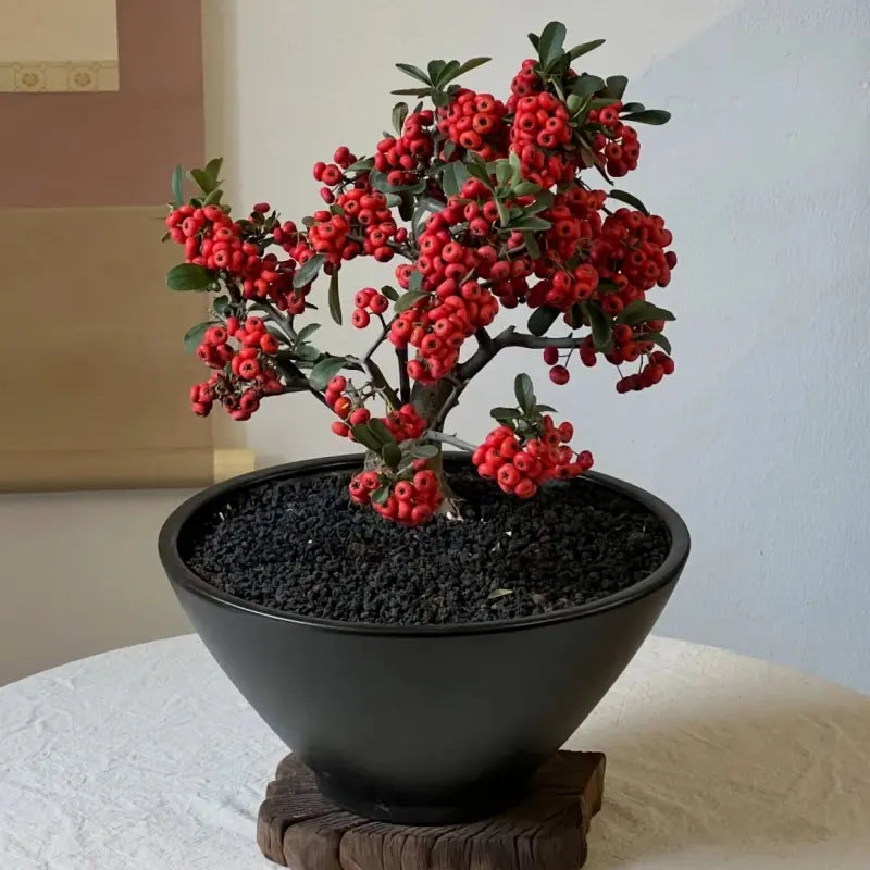 Firethorn Seeds