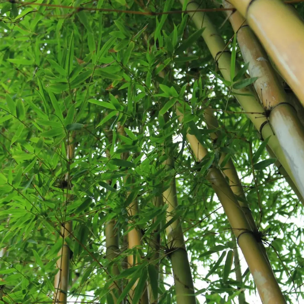 Green Bamboo Seeds