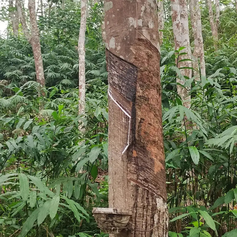 Rubber Tree Seeds