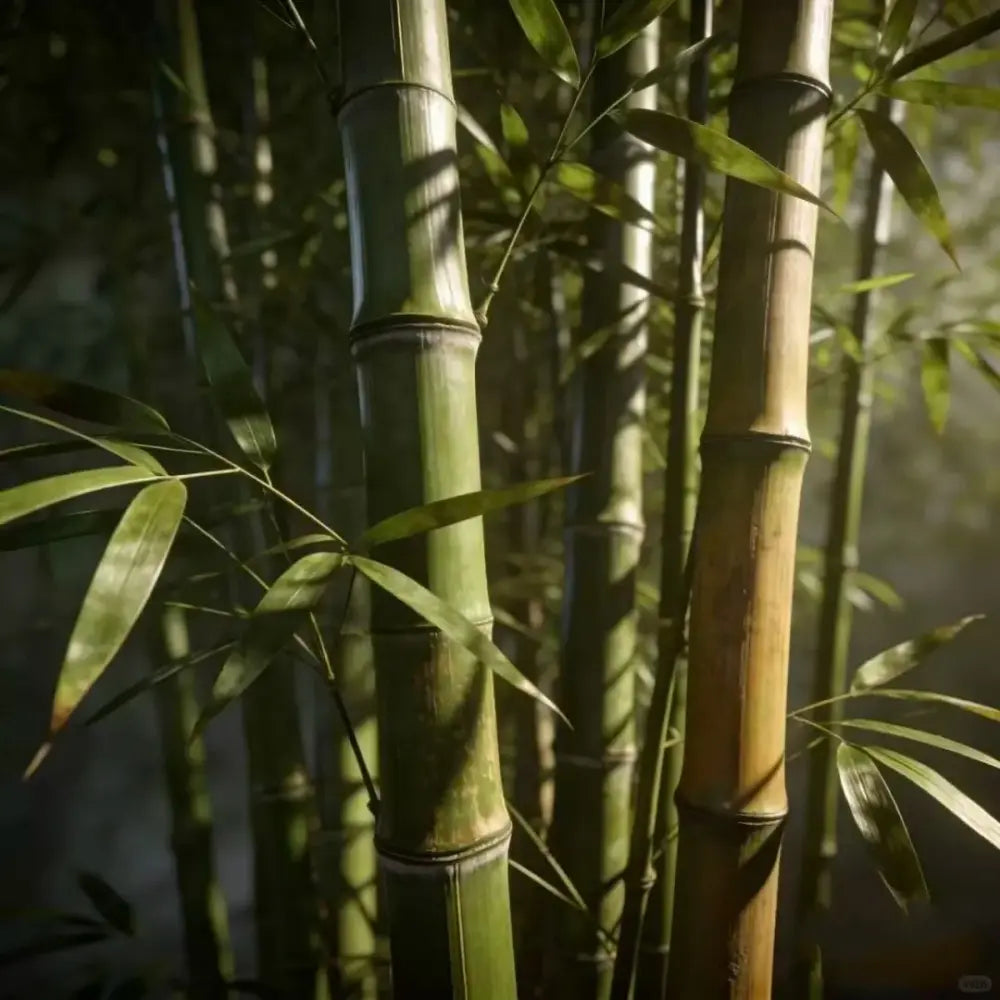 Thunder Bamboo Seeds
