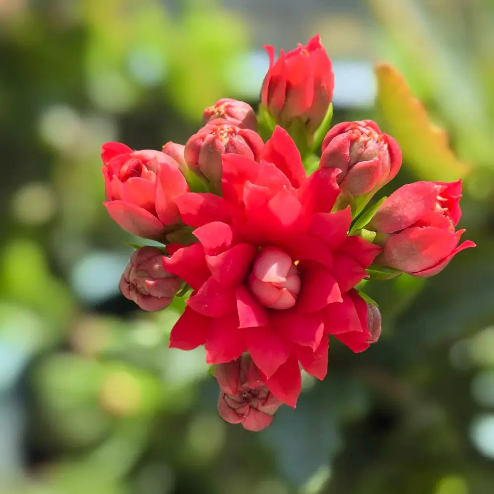 Ruby Kalanchoe Seeds