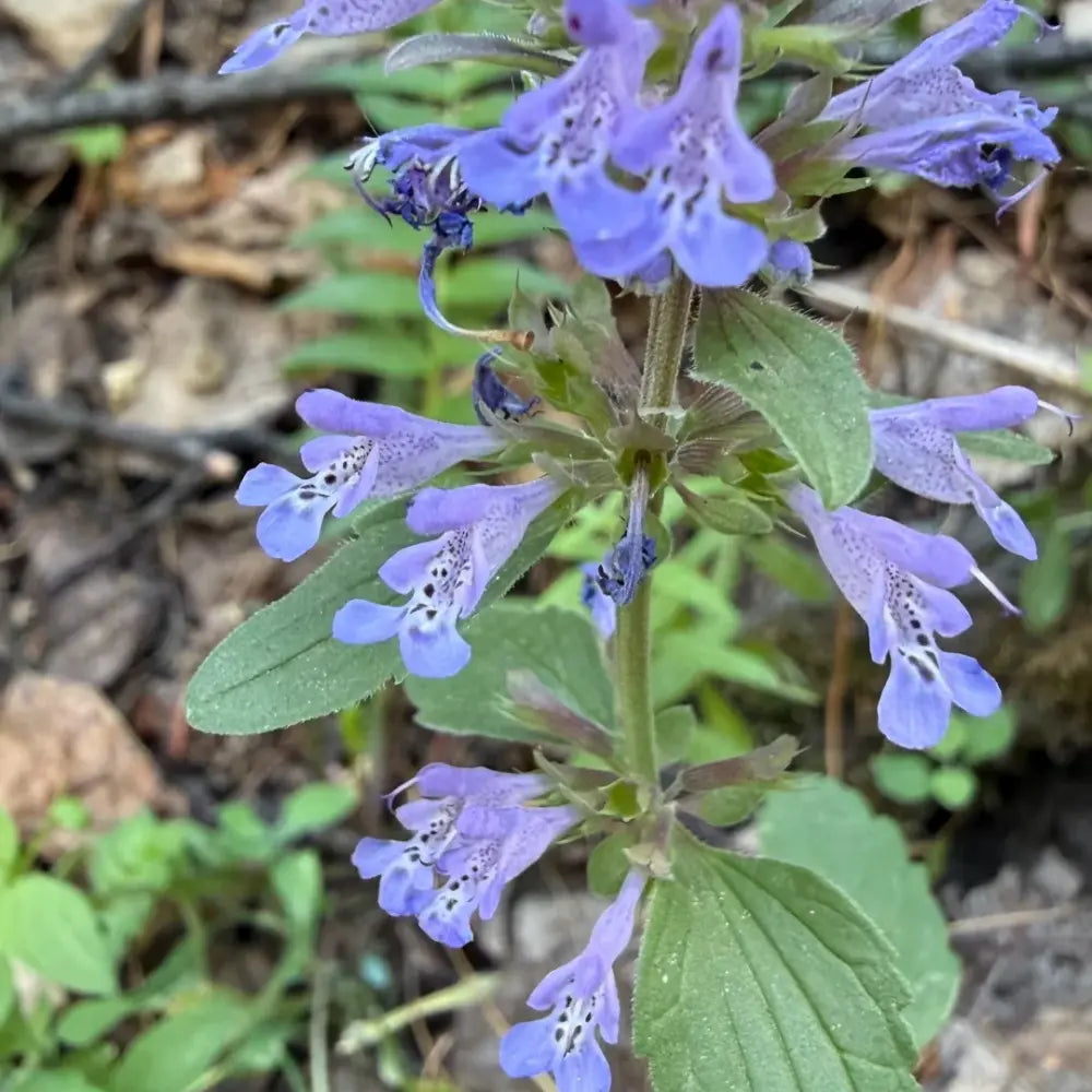 Baikal Skullcap Seeds