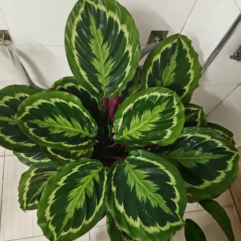 Peacock Plant Seeds
