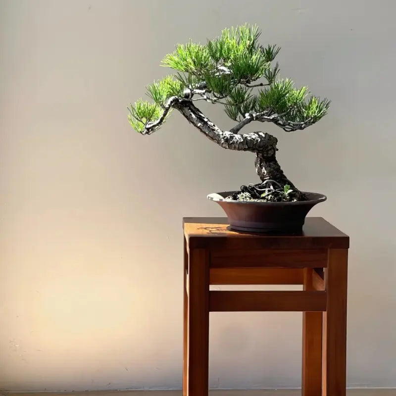 Japanese Black Pine Seeds