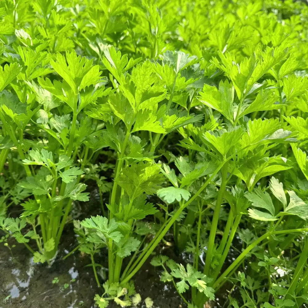 Four Seasons Small Leaf Celery Seeds