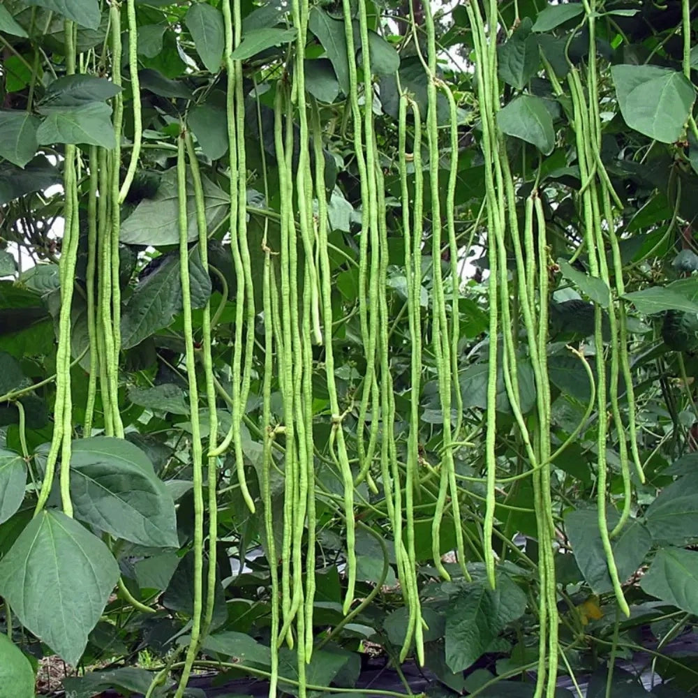 Yardlong Bean Seeds