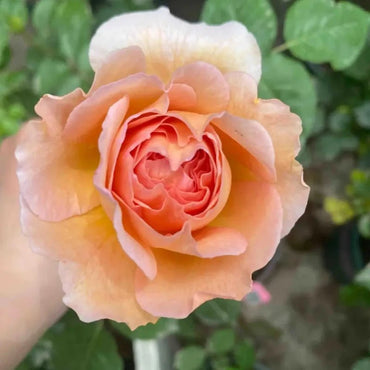 Abraham Darby Garden Rose Seeds - Verdseeds