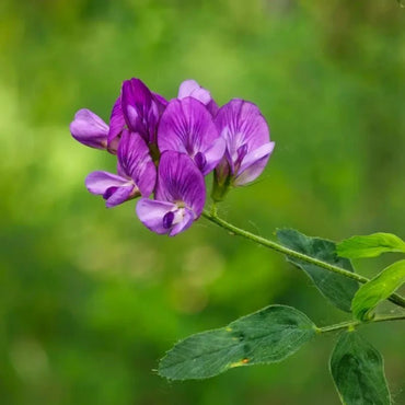Alfalfa Seeds - Verdseeds